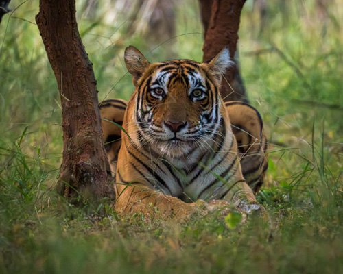 Golden Triangle Tour with Tiger Safari